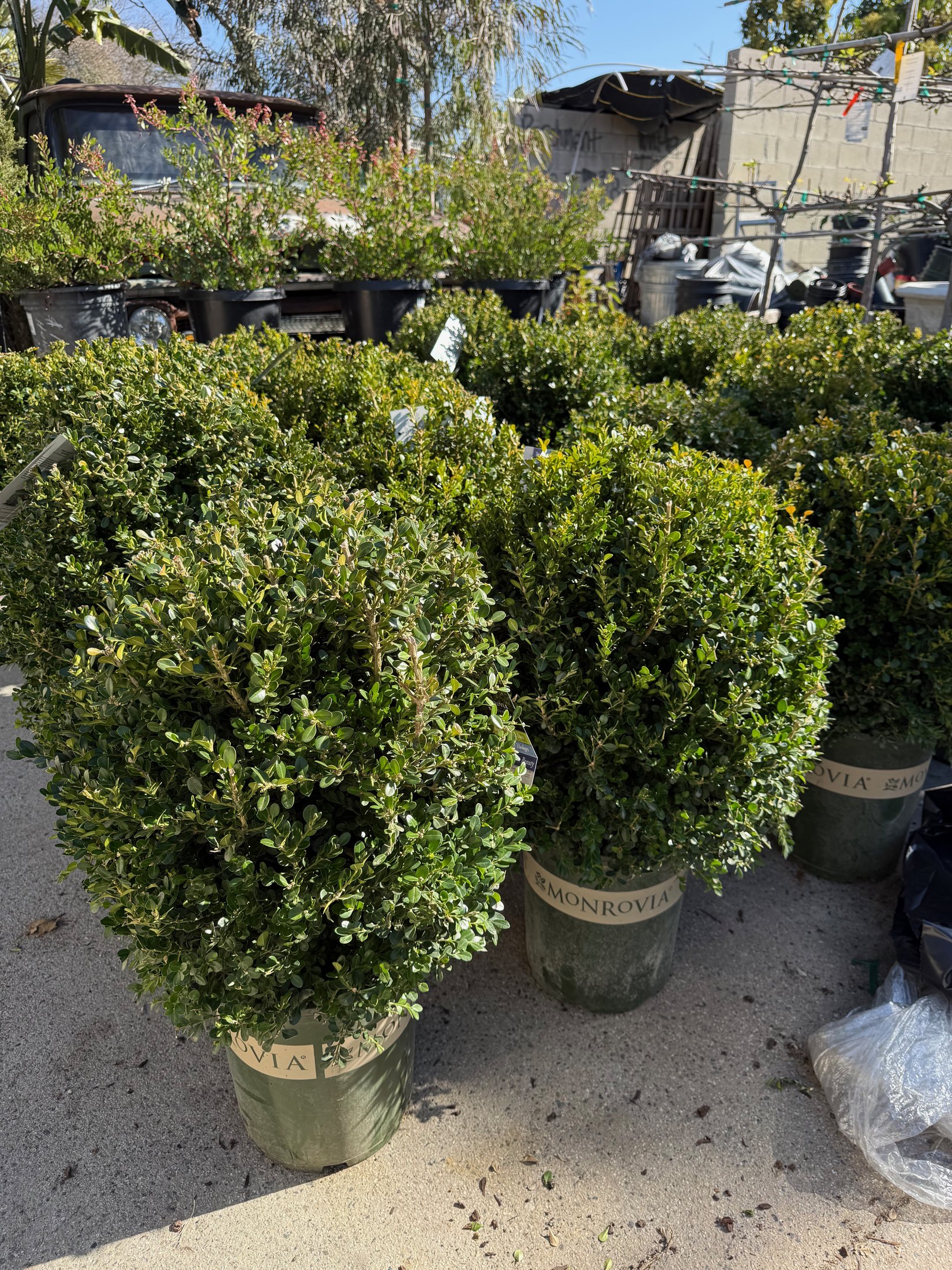 Boxwoods at Lincoln Avenue Nursery