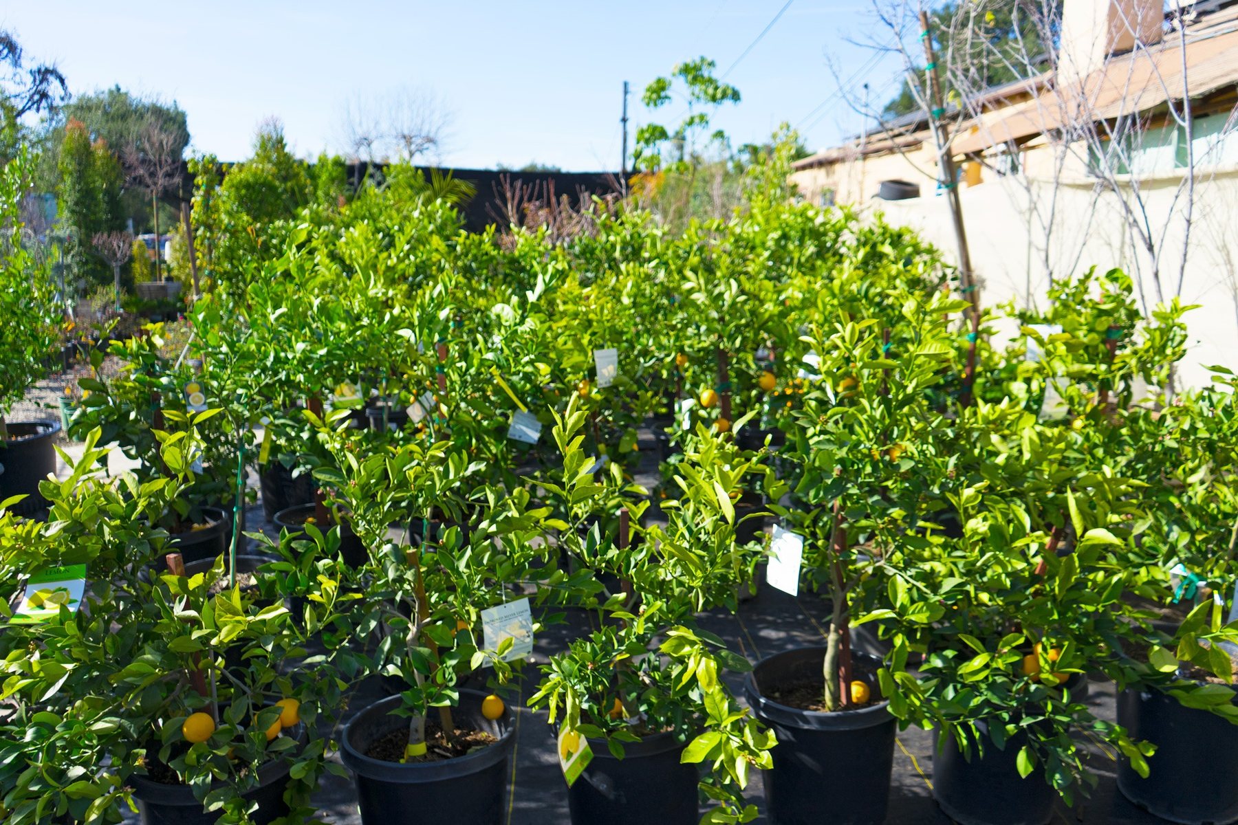 Citrus Trees at Lincoln Avenue Nursery