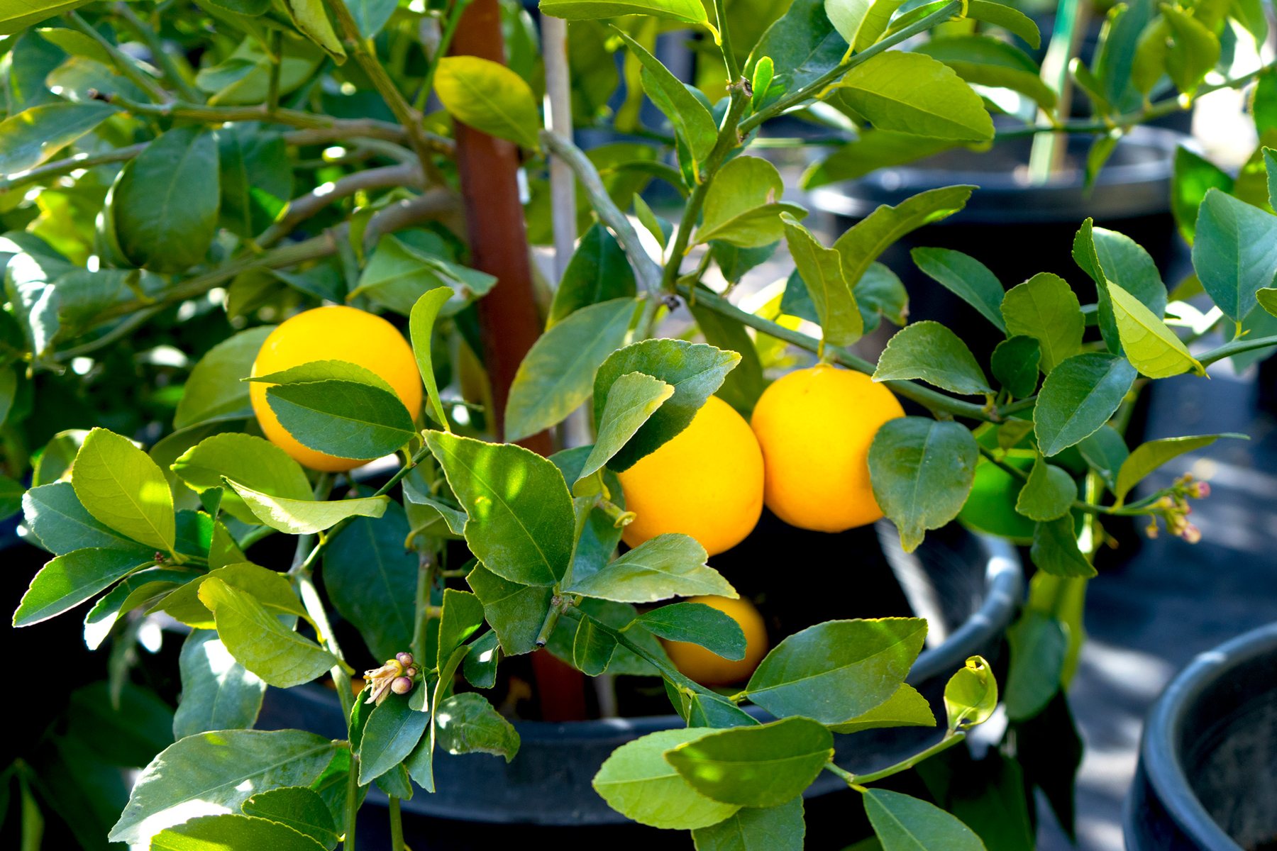 Citrus at Lincoln Avenue Nursery