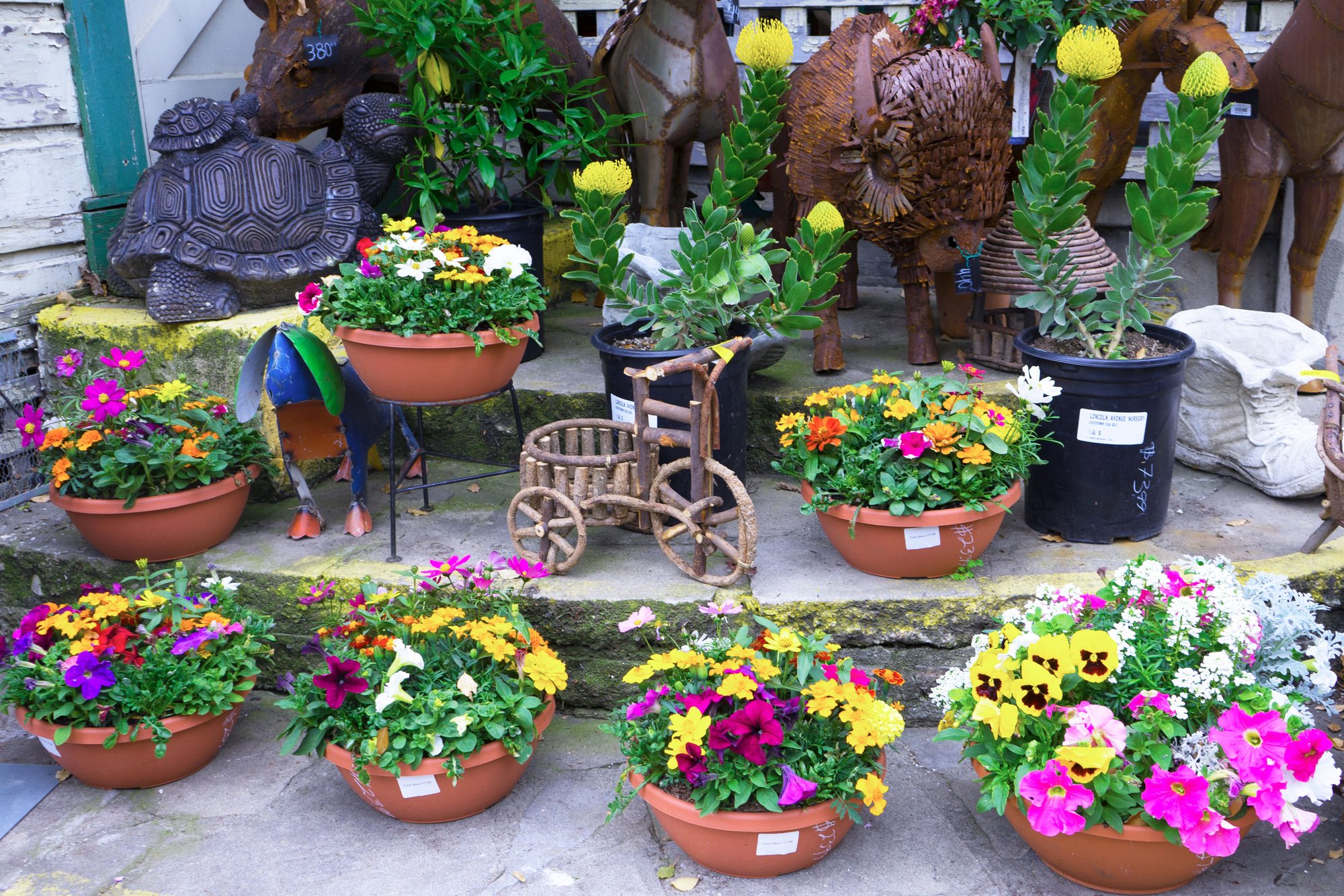 Colorful flowering plants at Lincoln Avenue Nursery