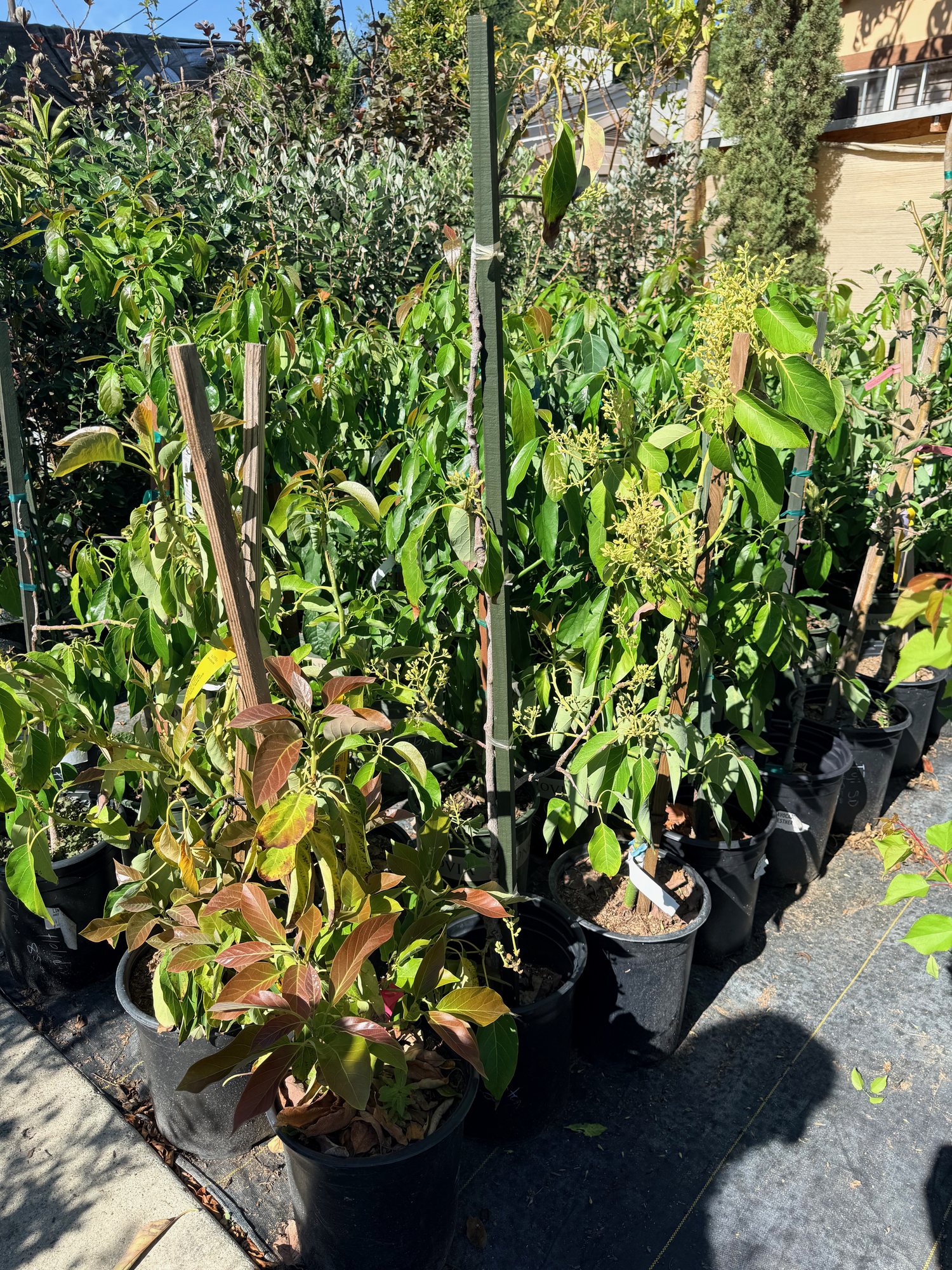 Fruit Trees at Lincoln Avenue Nursery