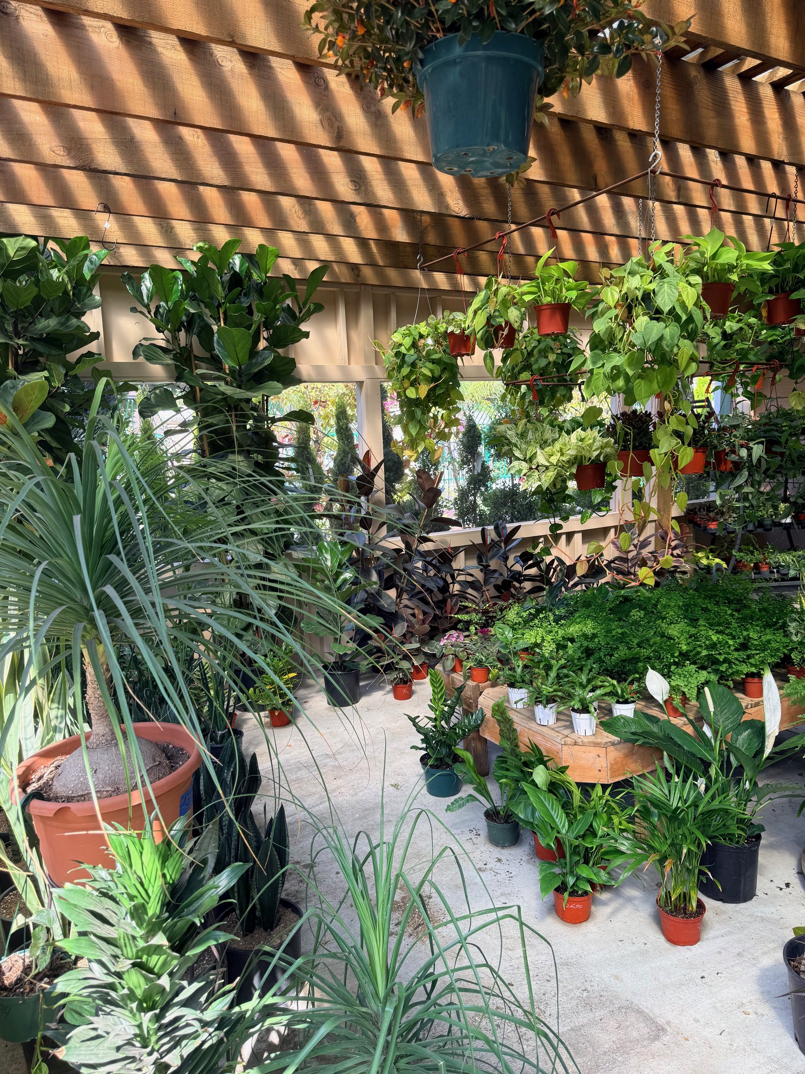 Current indoor plant greenhouse at Lincoln Avenue Nursery