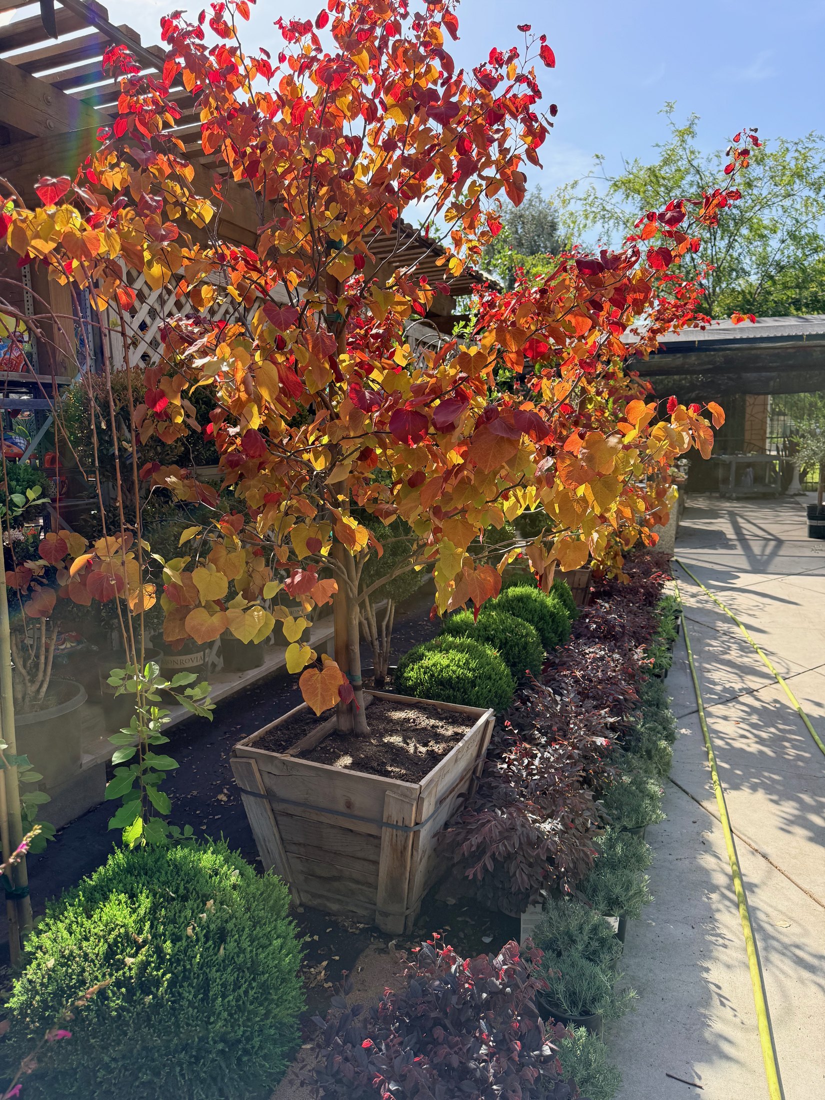 Maples at Lincoln Avenue Nursery
