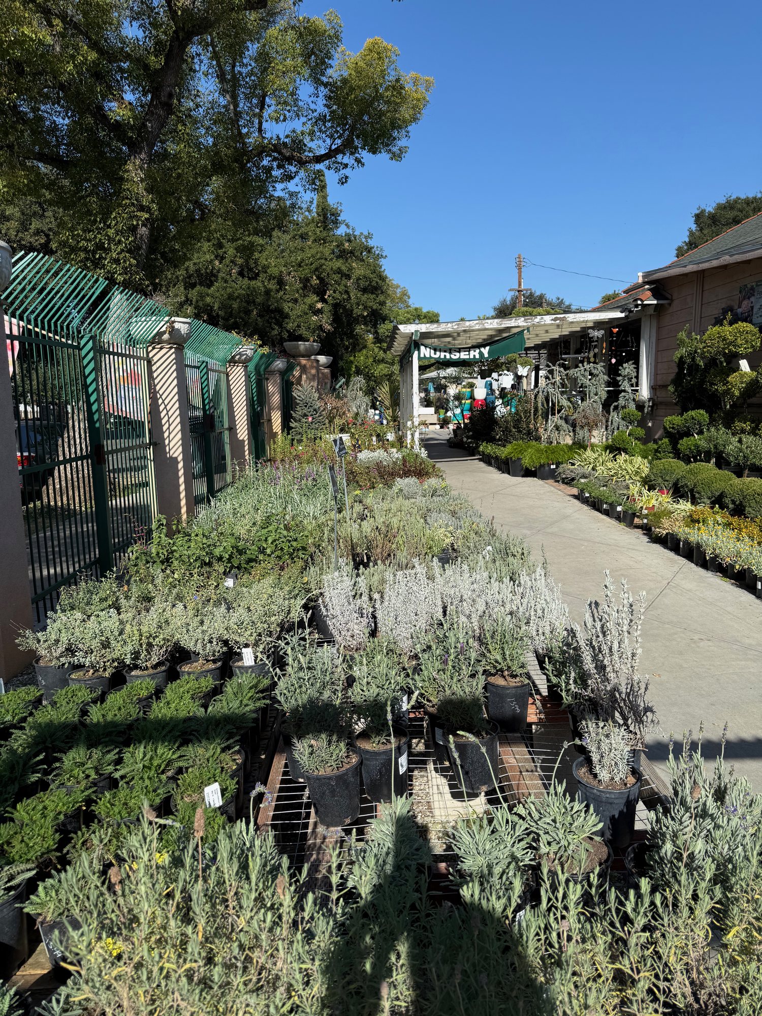 California native plants at Lincoln Avenue Nursery