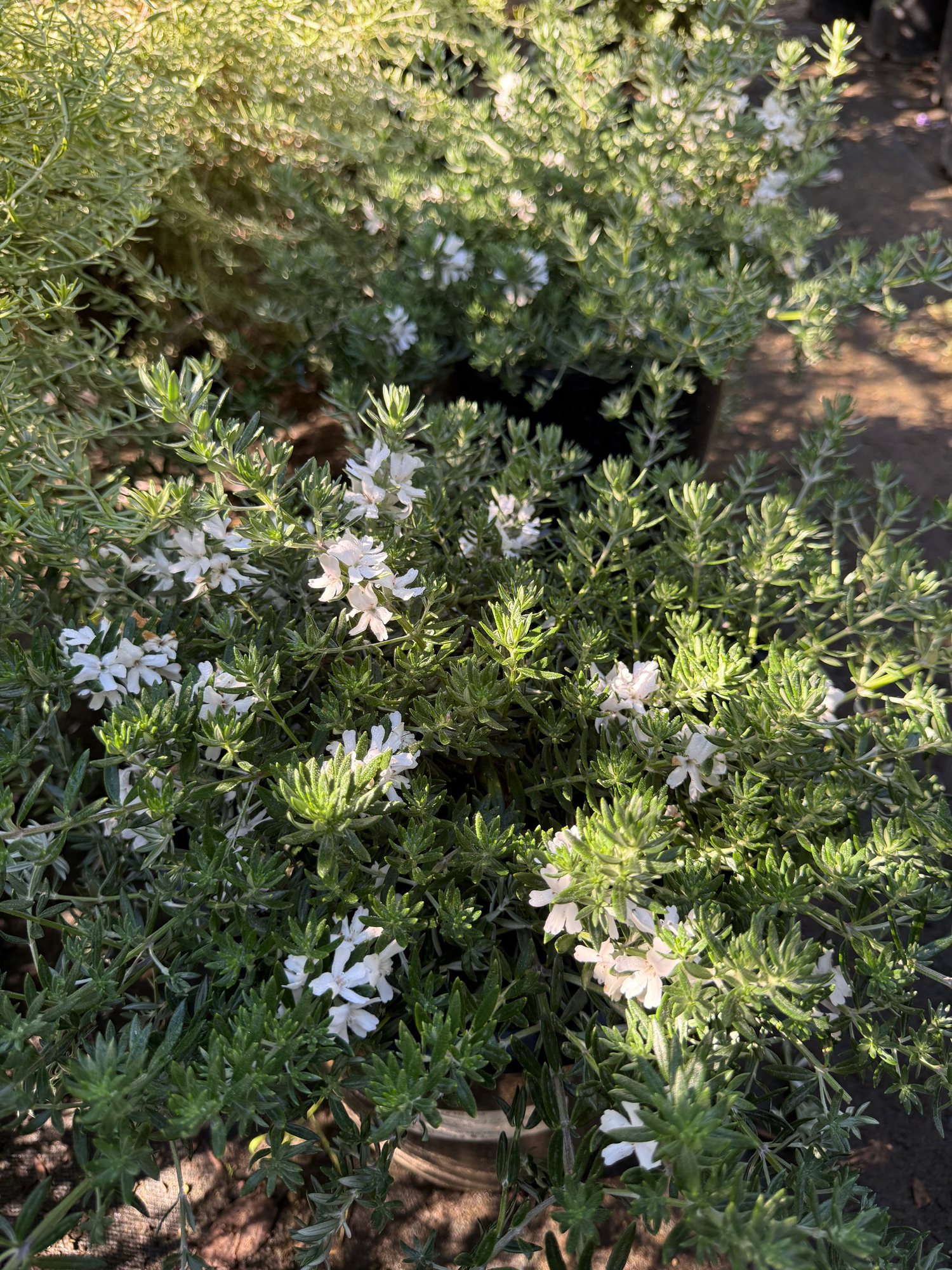 Flowering plants in the California native section