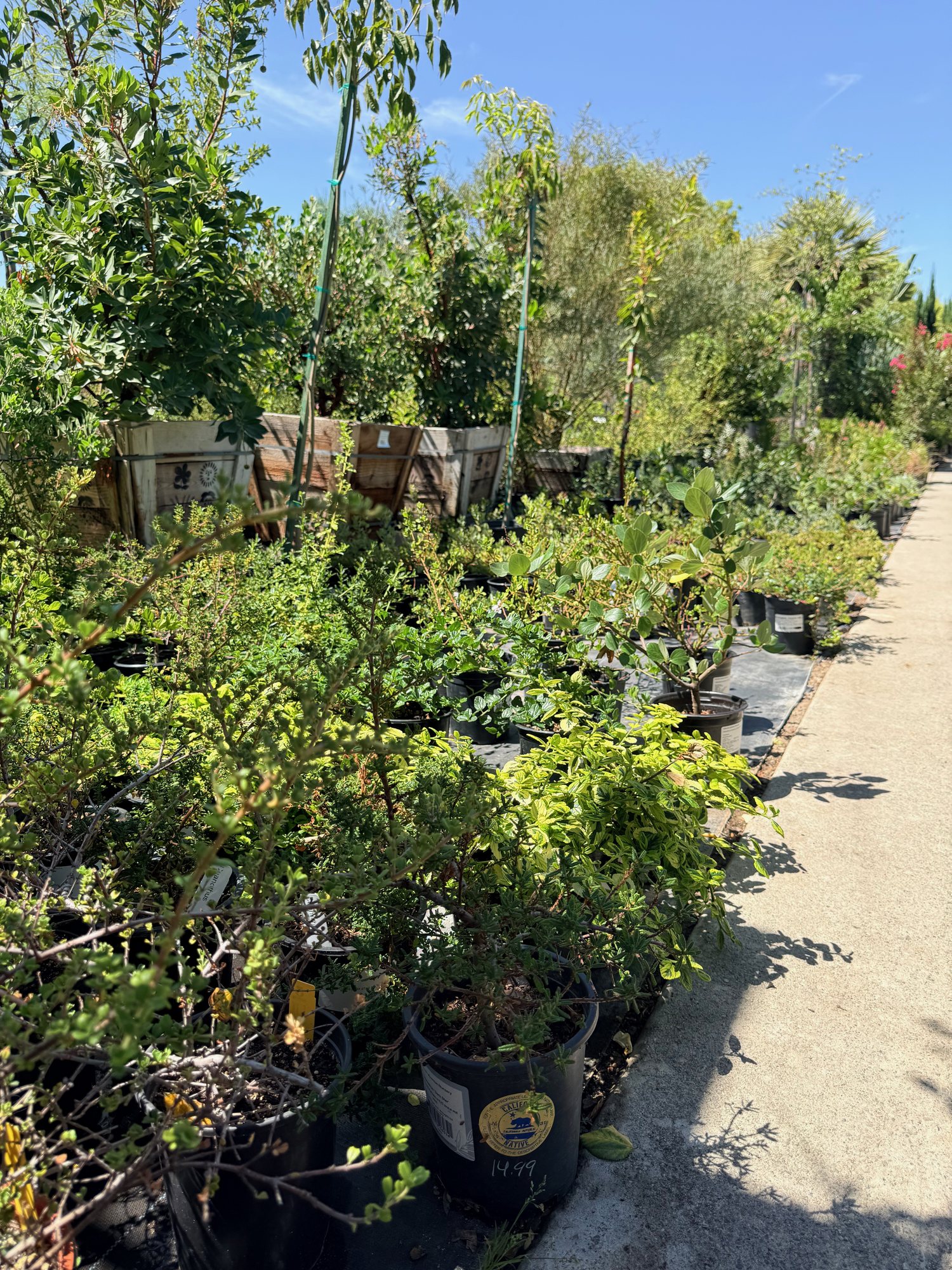 California native plants displayed at Lincoln Avenue Nursery