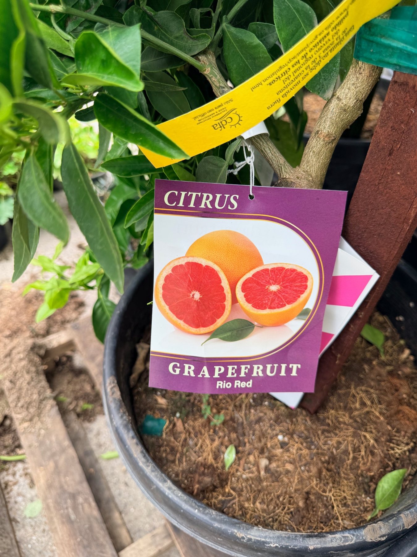 Rio Red Grapefruit nursery label