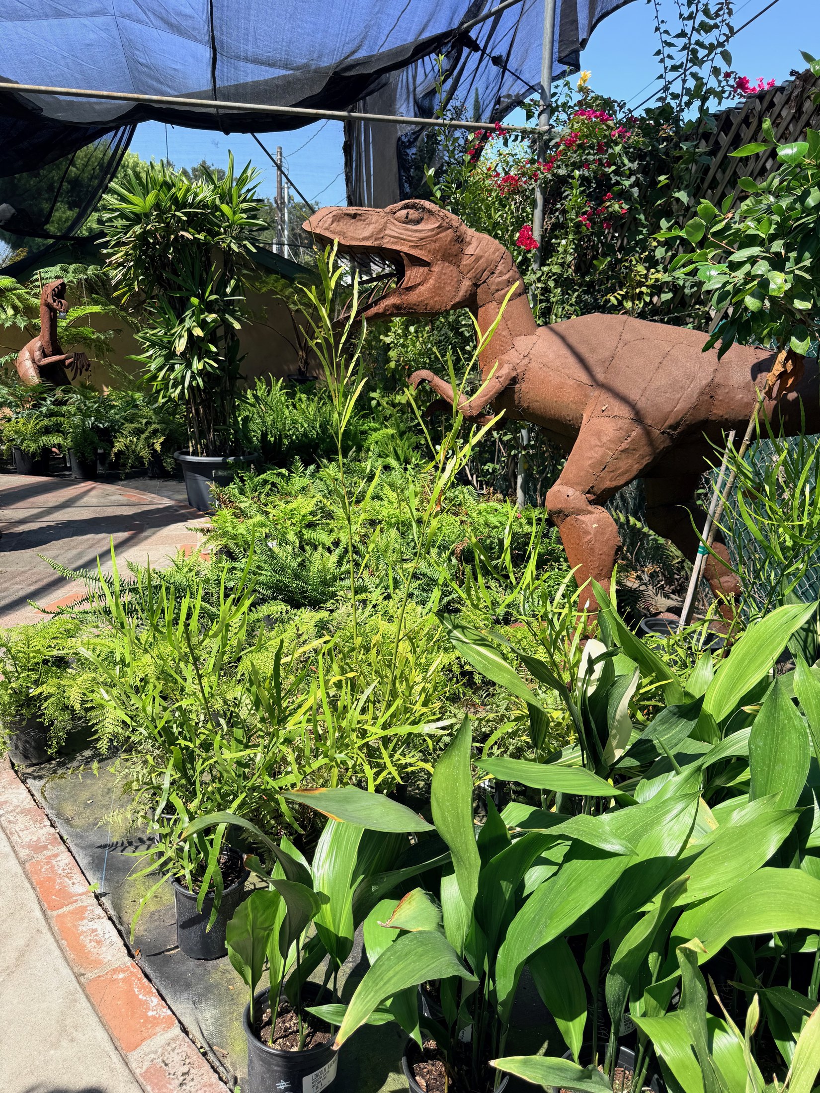 Shade plants at Lincoln Avenue Nursery