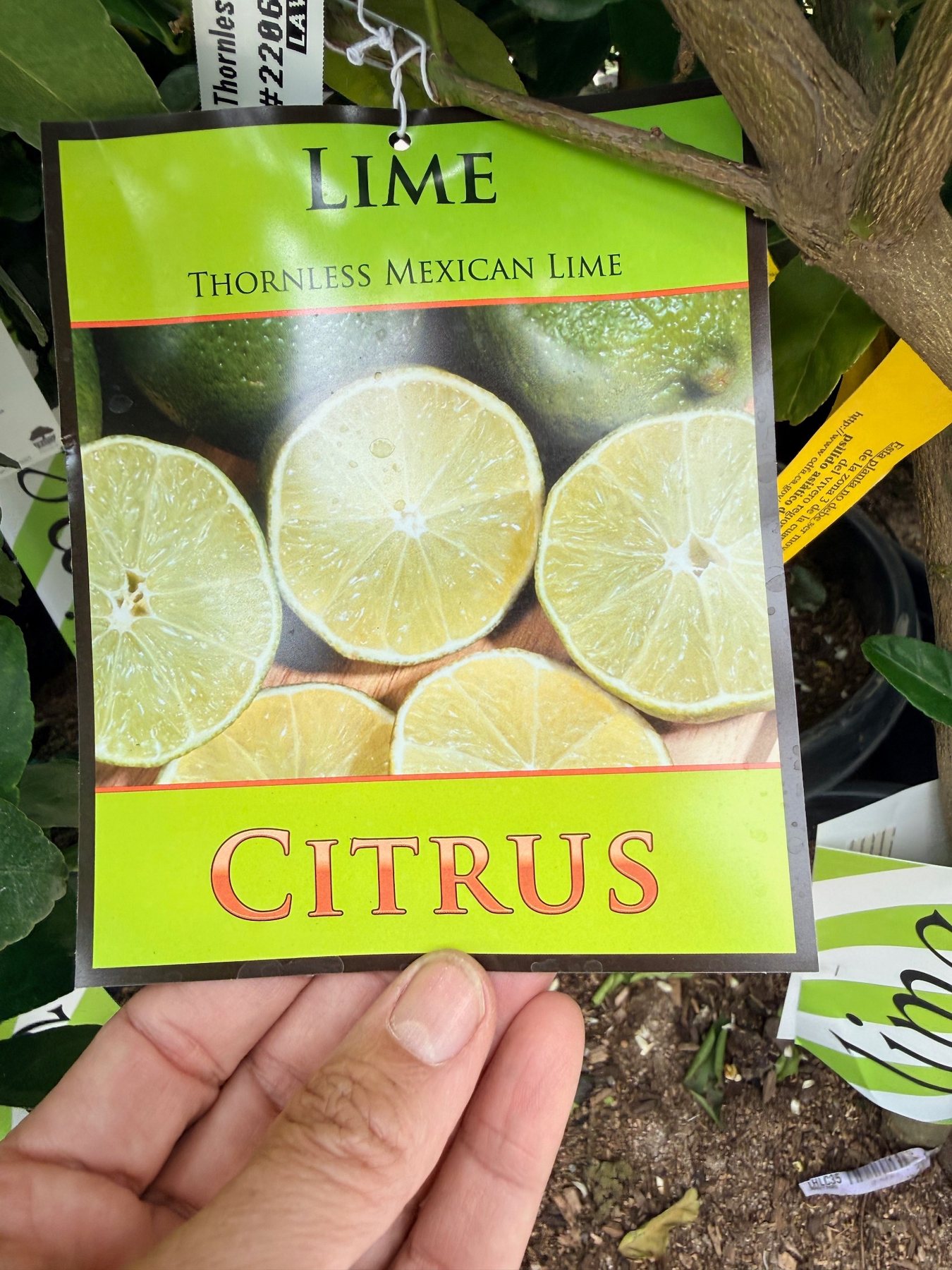 Thornless Mexican Lime nursery label