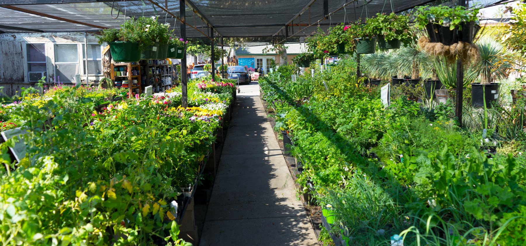 Rows of vegetable and herb starts at Lincoln Avenue Nursery